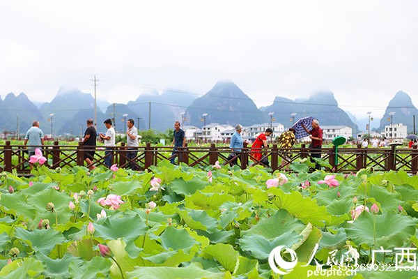 柳江区百朋荷苑景区荷花盛开。人民网 付华周摄