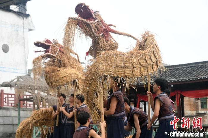 图为舞草龙现场。 廖光福 摄 图为舞草龙现场。 廖光福 摄