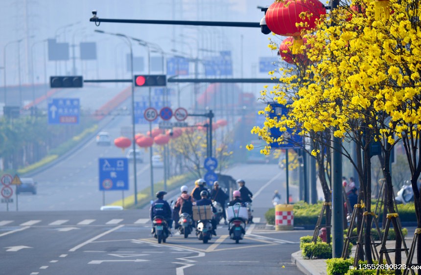 南宁市良庆区街头盛开的黄花铃。