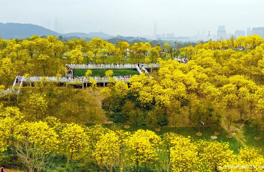 南宁青秀山的黄花风铃木园象一片金色的海洋。