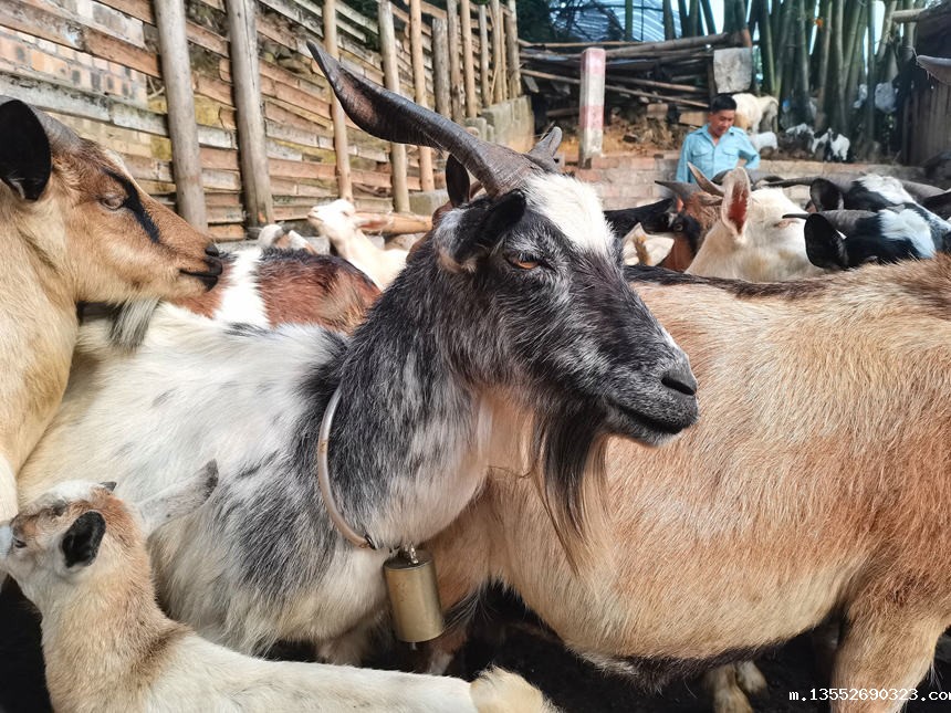 羊舍中的领头羊。龙嘉嘉摄