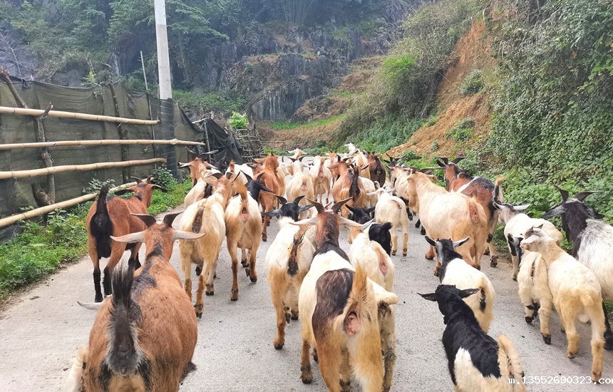 在山间行走的山羊群。龙嘉嘉摄