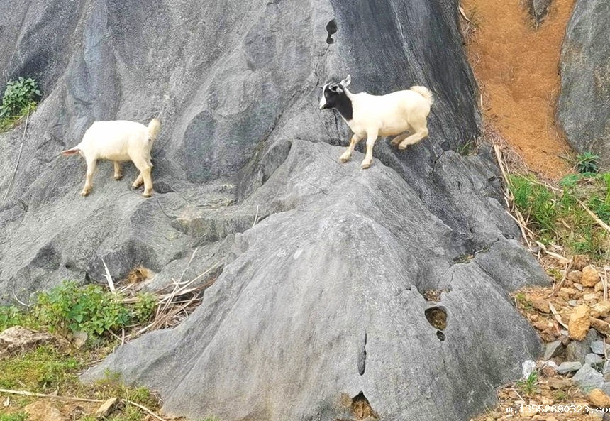 山羊在石山上攀爬。龙嘉嘉摄
