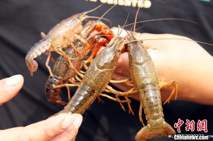 图为新鲜捕捞上来的小龙虾。 莫舒华 摄 图为新鲜捕捞上来的小龙虾。 莫舒华 摄