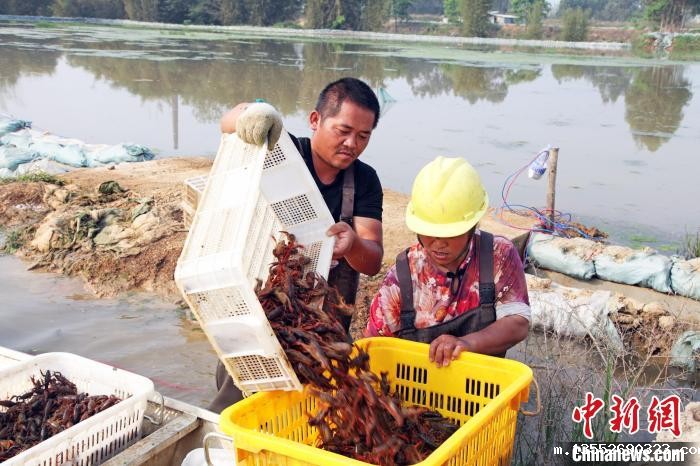 在广西贵港市平南县芳岭村的稻虾综合种养基地,虾农将小龙虾倒入筐内。 莫舒华 摄 在广西贵港市平南县芳岭村的稻虾综合种养基地,虾农将小龙虾倒入筐内。 莫舒华 摄