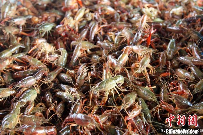 图为等待分拣的小龙虾。 莫舒华 摄 图为等待分拣的小龙虾。 莫舒华 摄