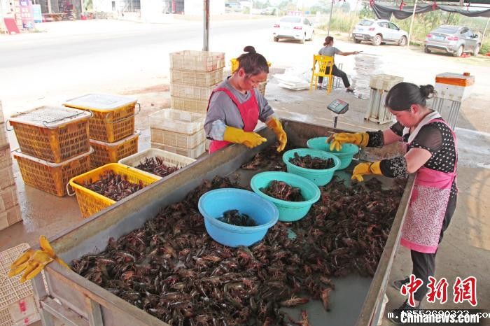 图为工作人员对小龙虾进行分拣。 莫舒华 摄 图为工作人员对小龙虾进行分拣。 莫舒华 摄