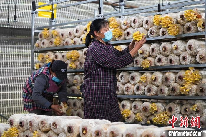 广西德保:小菌菇撑开“致富伞”