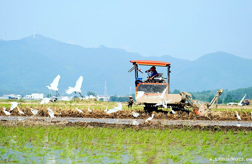 白鹭伴农耕,生态田园美。