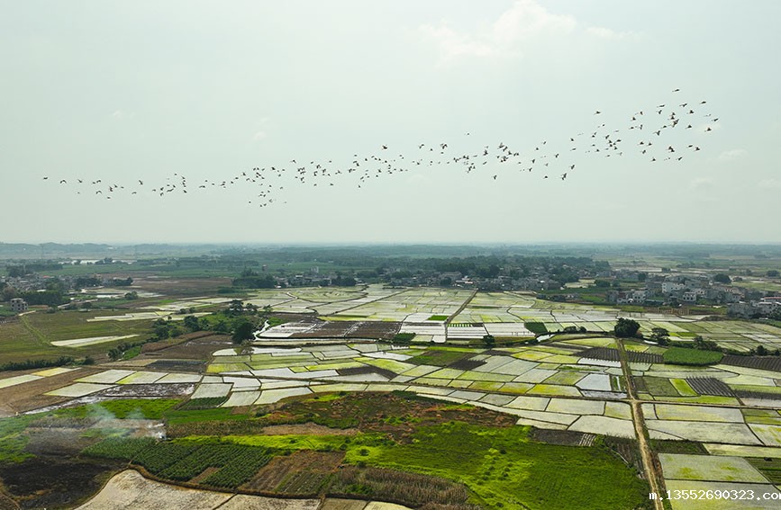 白鹭空中盘旋飞舞。