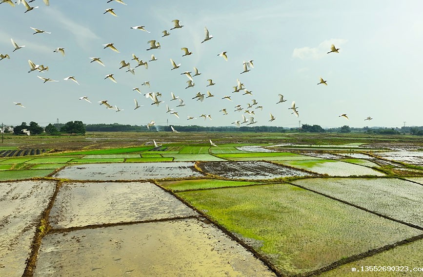 白鹭空中盘旋飞舞。