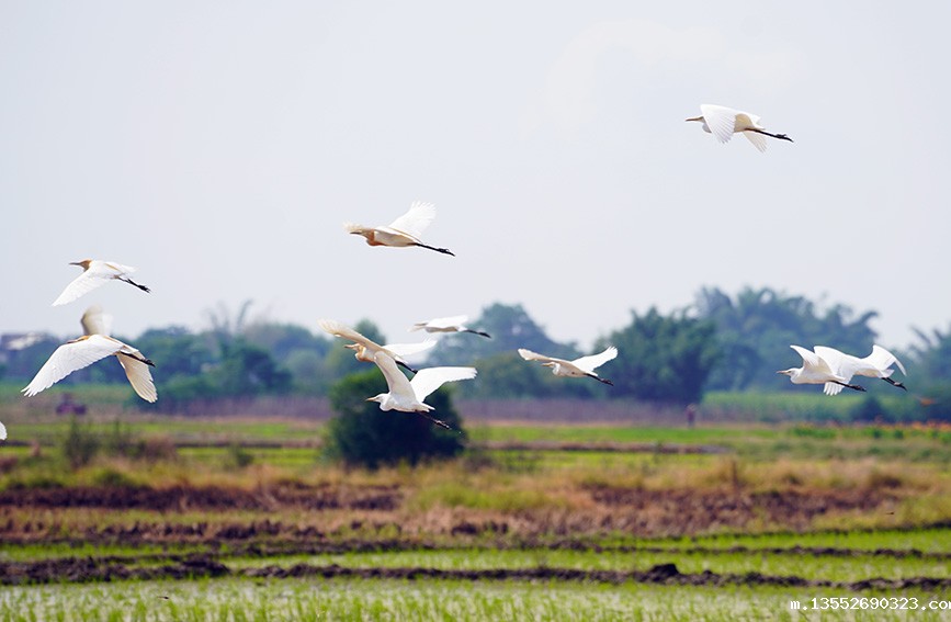白鹭在田间翻飞。