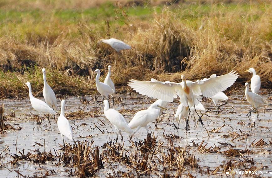 成群的白鹭聚集在农田里。