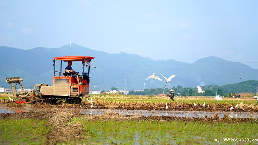 农民劳作,白鹭相伴。