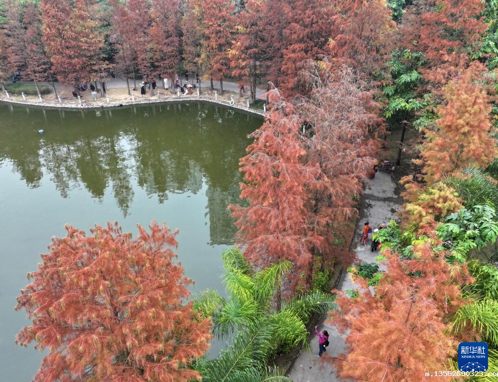 冬日杉树俏红装